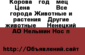 Корова 1 год 4 мец › Цена ­ 27 000 - Все города Животные и растения » Другие животные   . Ненецкий АО,Нельмин Нос п.